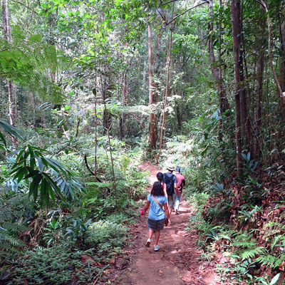 sinharaja rain forest sri lanka